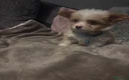 Mixed Breed dogs for sale: Chorkie-apso puppies  - Image 24