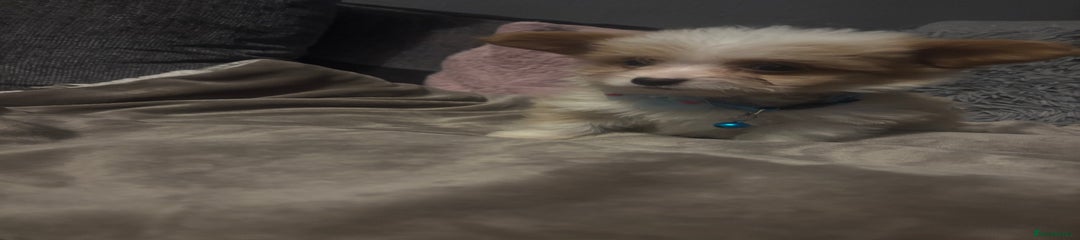 Mixed Breed Puppy 4