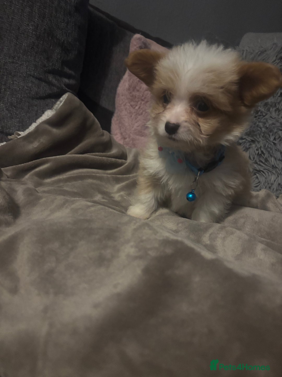 Mixed Breed dogs for sale: Chorkie-apso puppies  - Image 24