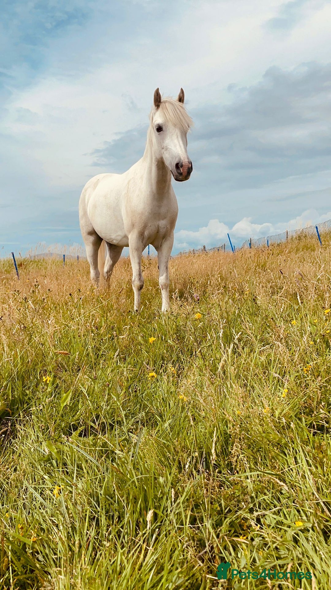 Welsh Section A horses for sale: For sale Welsh section A pony  - Image 1
