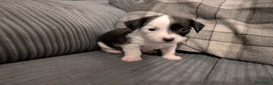 Mixed Breed Puppy 1