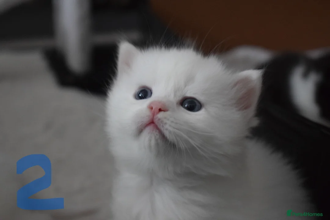 Mixed Breed cats for sale: Fluffy half ragdoll kittens available for sale - Advert 6