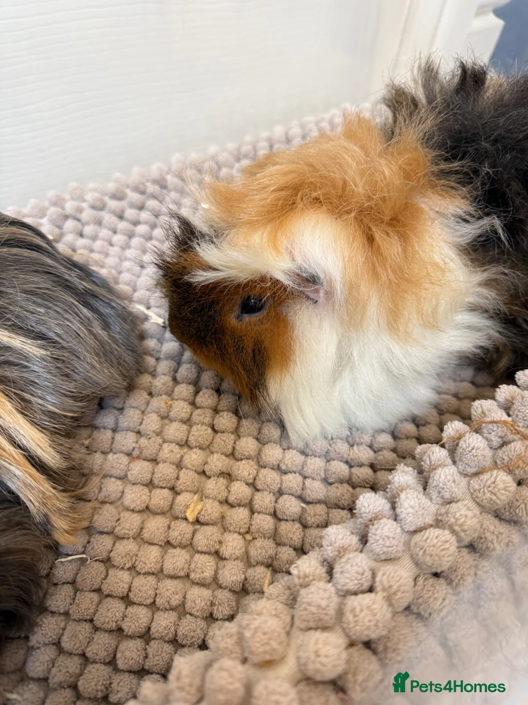 Guinea Pig rodents for sale: 2 male guinea pigs  - Advert 7