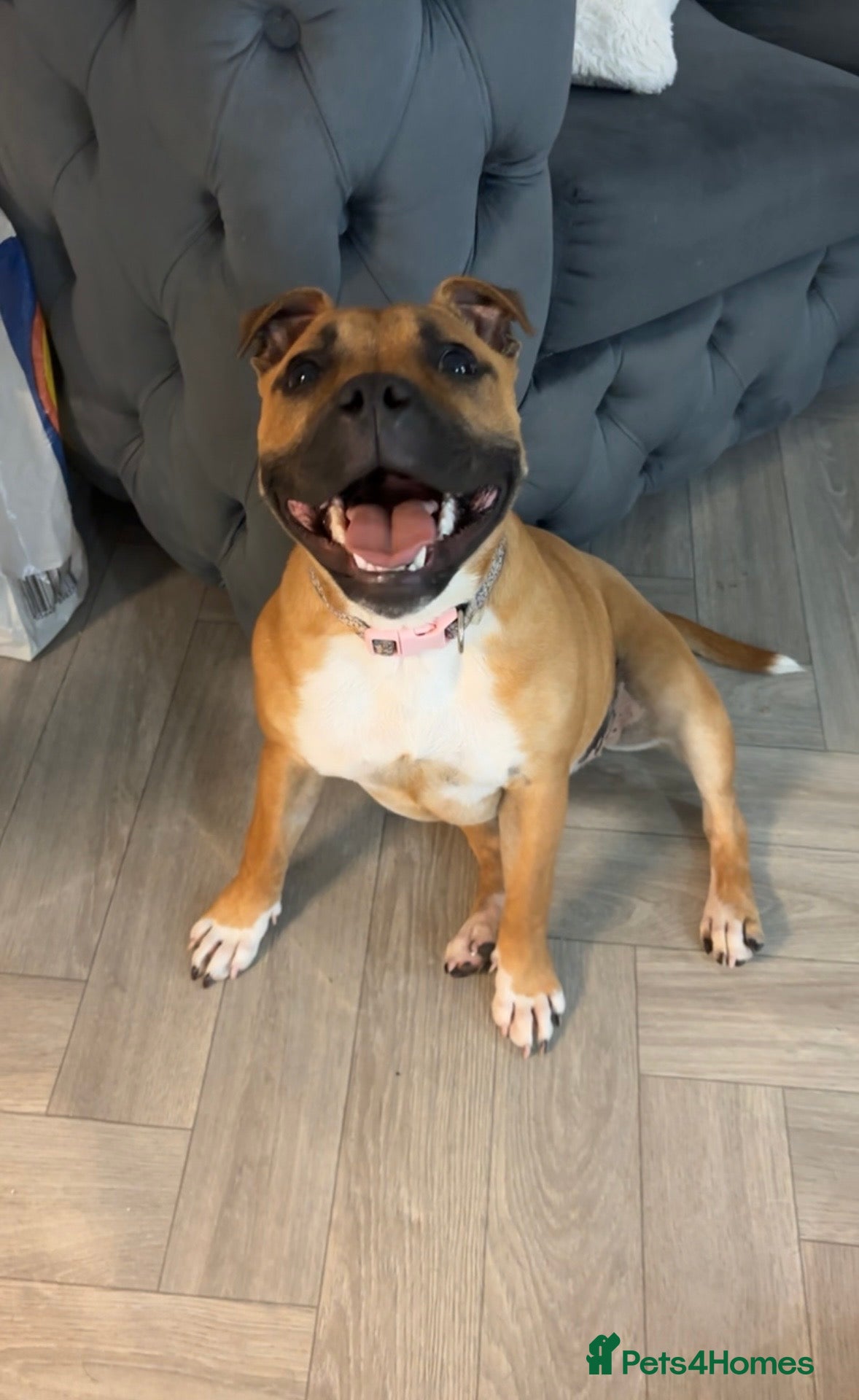 Staffordshire Bull Terrier dogs Red female staff puppy - Advert 1