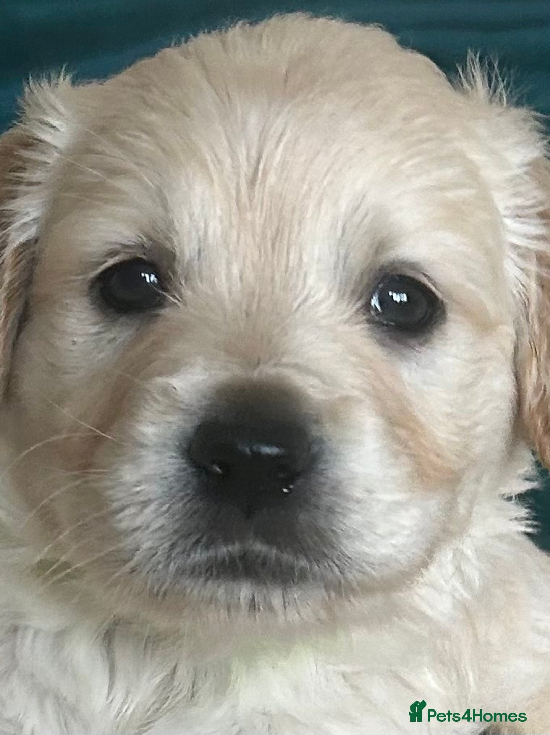 Golden Retriever dogs for sale: Pure breed, show line, ready 23/12/25  - Advert 5