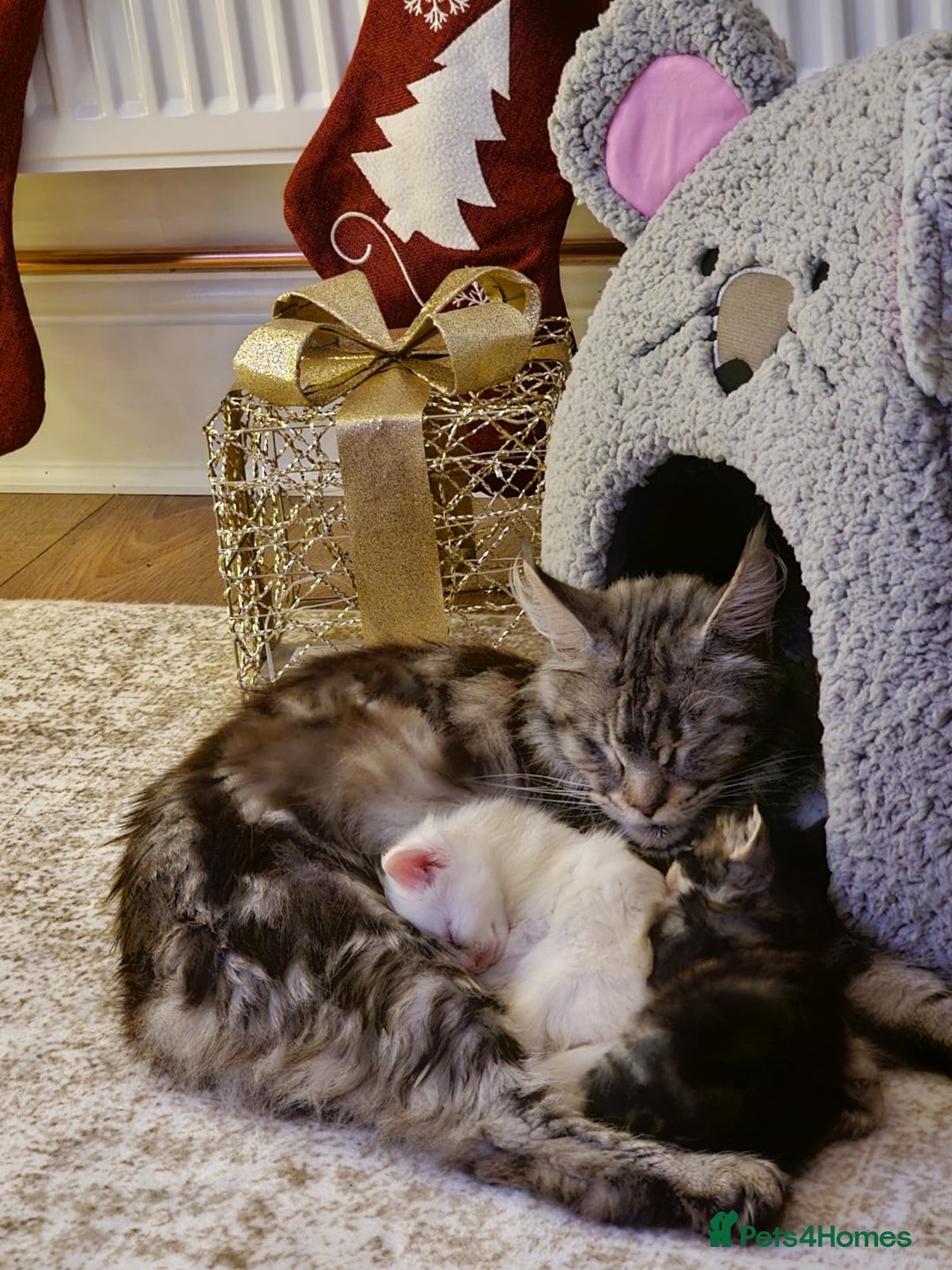 Mixed Breed cats for sale: Maincoon X - Advert 10