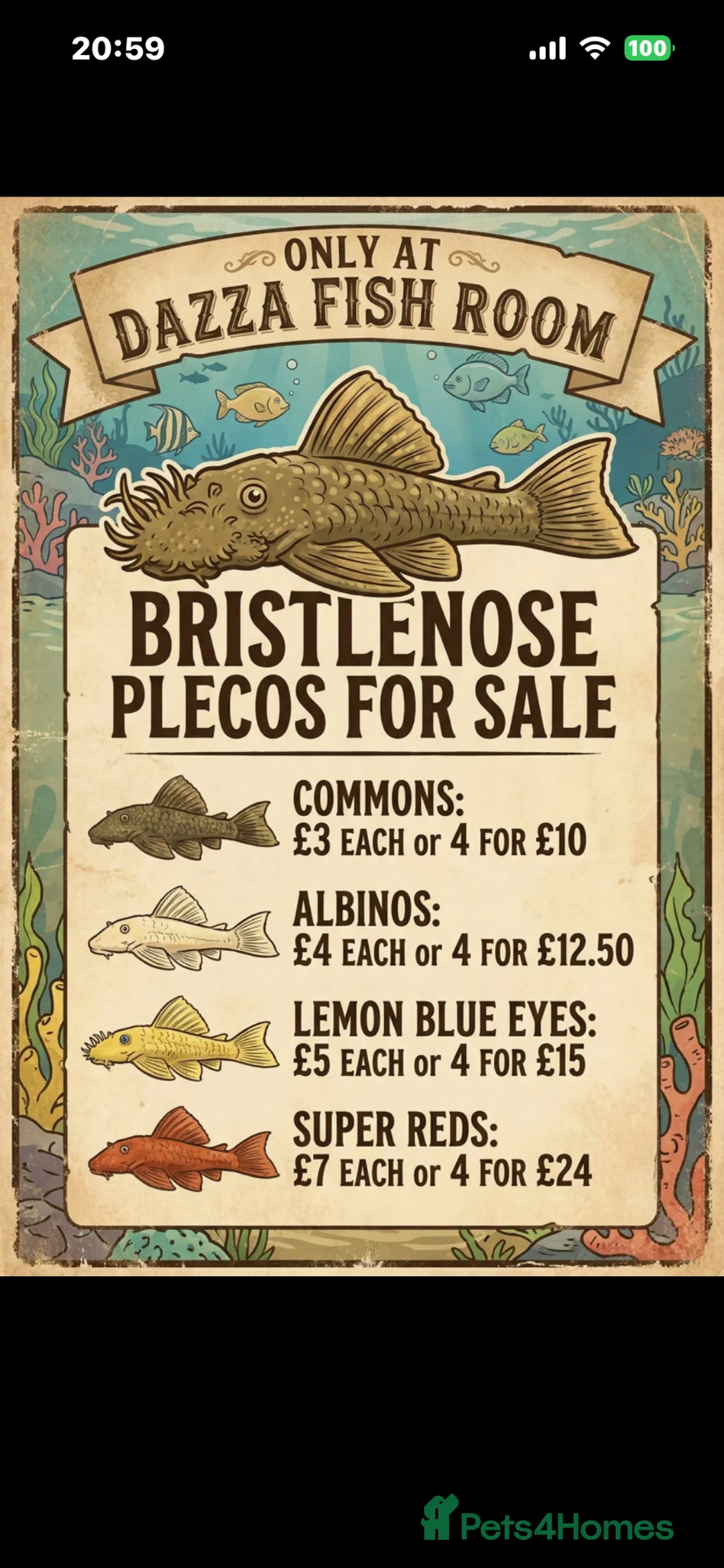 Plecos fish for sale: Mixed bristlenose plecos  - Advert 1