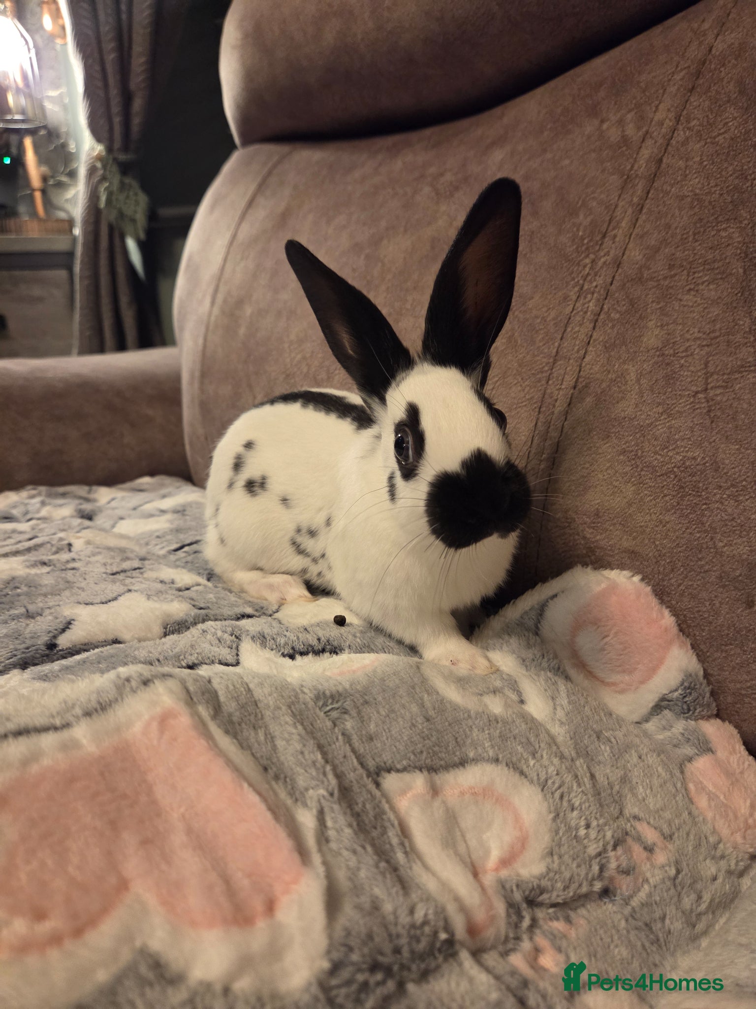 English Spot rabbits English spot Doe ☆last one - Advert 2