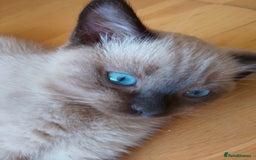 Ragdoll cats for sale: Ragdoll and BSH rare colour kittens (5 left) - Image 10