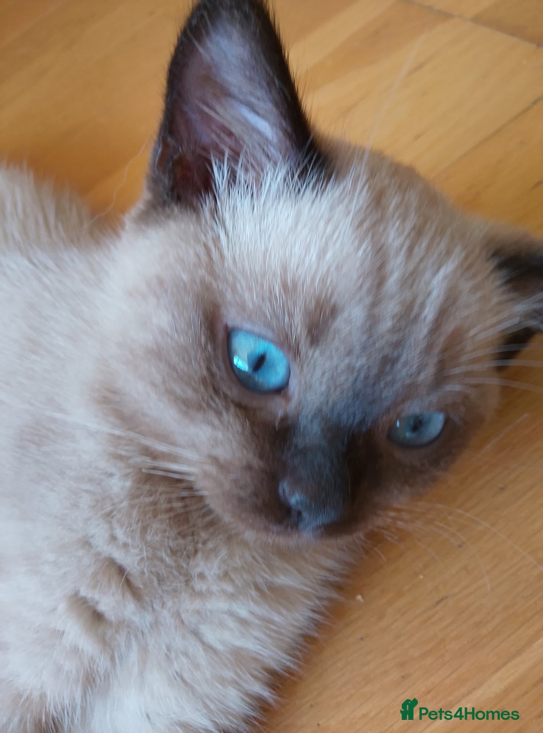 Ragdoll cats for sale: Ragdoll and BSH rare colour kittens (5 left) - Image 10
