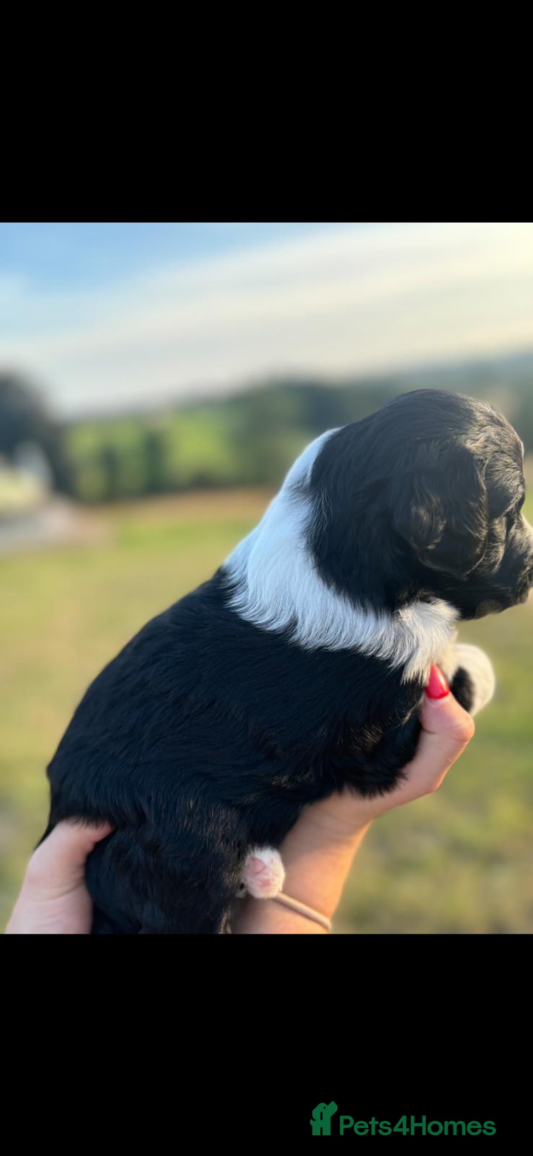 Portuguese Water Dog dogs for sale: Art Nouveau - Image 5