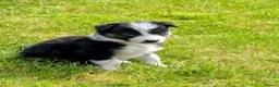 Border Collie dogs for sale: Gorgeous Border Collie puppies  - Advert 6