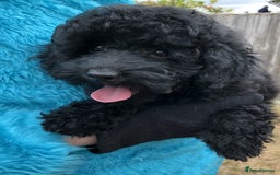 Toy Poodle dogs for sale: Stunning K.C. reg Toy Poodle Puppies - Image 4