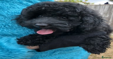 Toy Poodle dogs - Advert 11