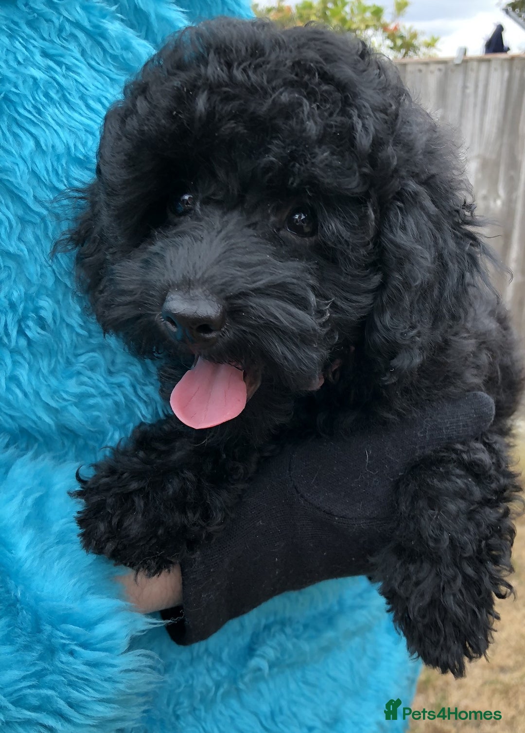 Toy Poodle dogs for sale: Stunning K.C. reg Toy Poodle Puppies - Image 4
