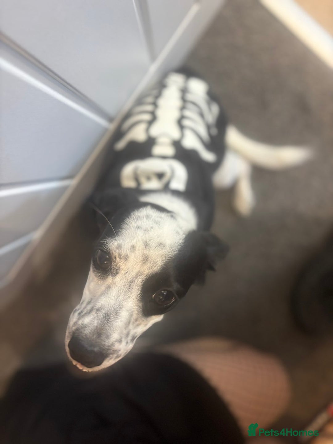 Mixed Breed dogs for sale: Mixed breed 1 year and 4 months old - Image 7