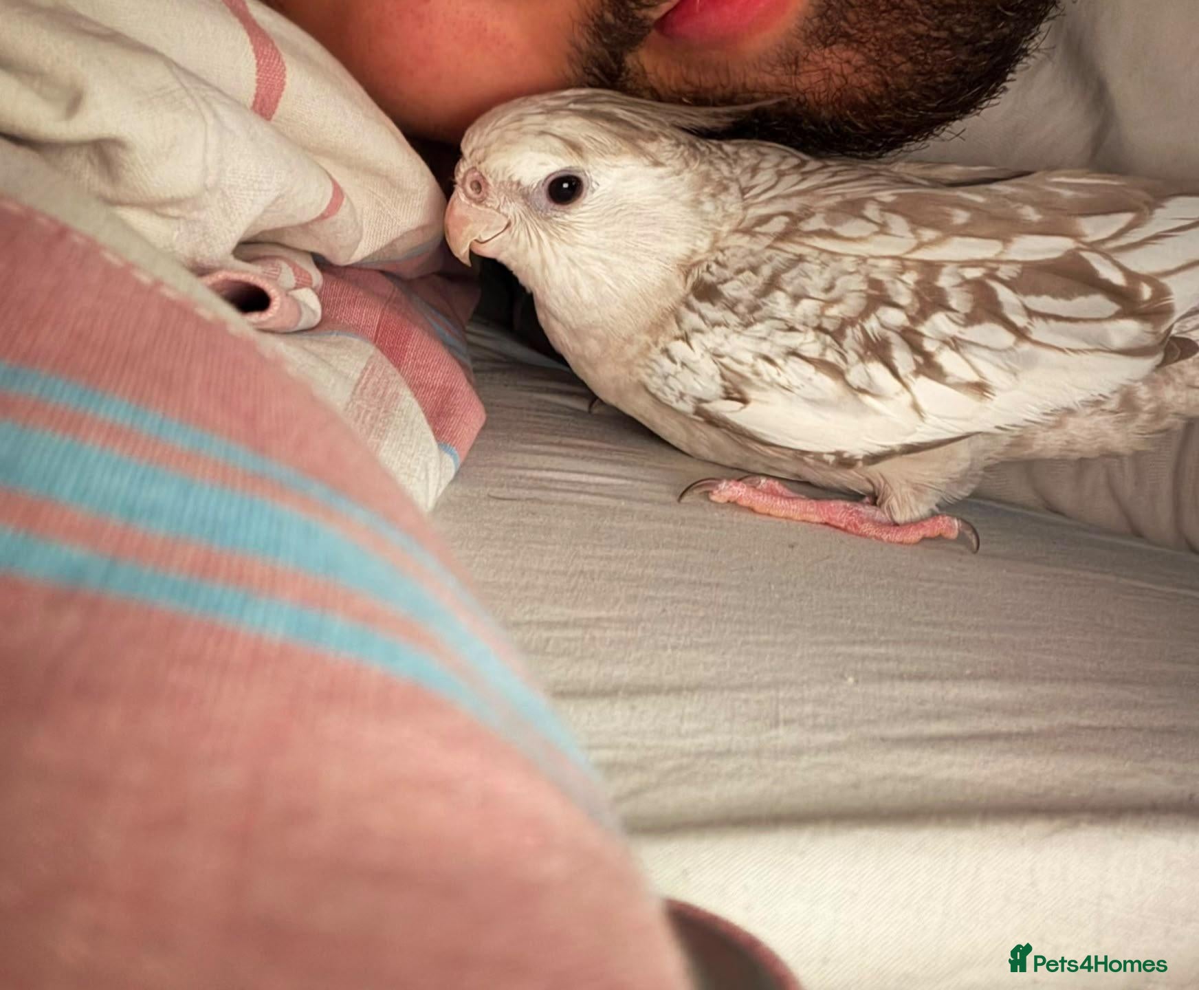 Cockatiels birds Beuno :) - Advert 2