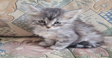 Siberian cats - Advert 3