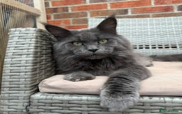 Maine Coon cats for stud: Marley available for stud duties!  - Image 2