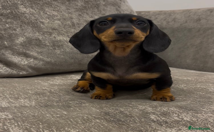 Miniature Dachshund dogs - Advert 3