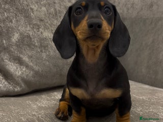 Miniature Dachshund dogs Beyond Exclusive Luxury Pink - Advert 6