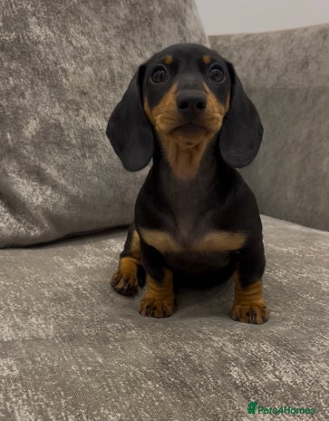 Miniature Dachshund dogs - Advert 3