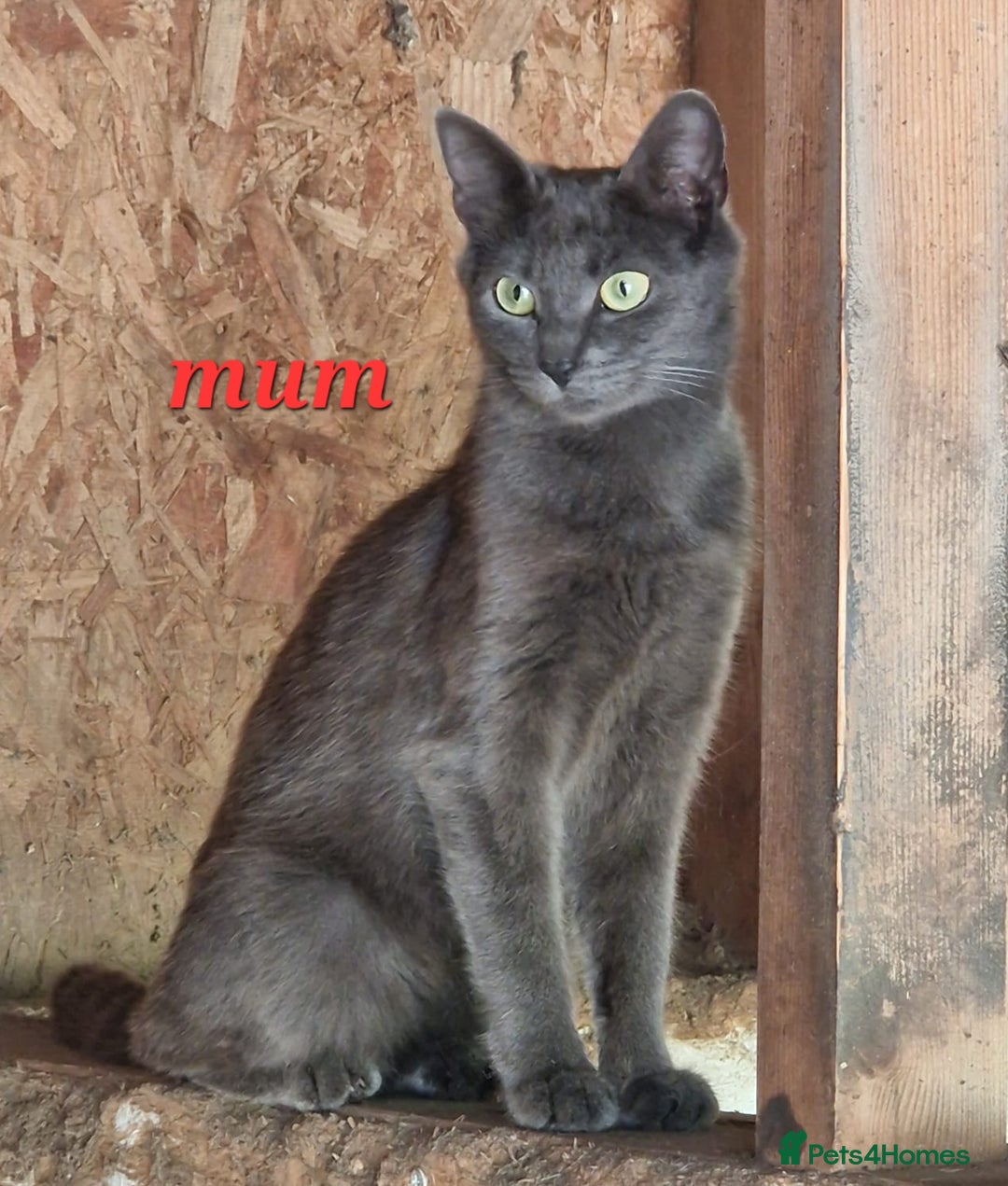 British Longhair cats for sale: Stunning kittens - Image 7