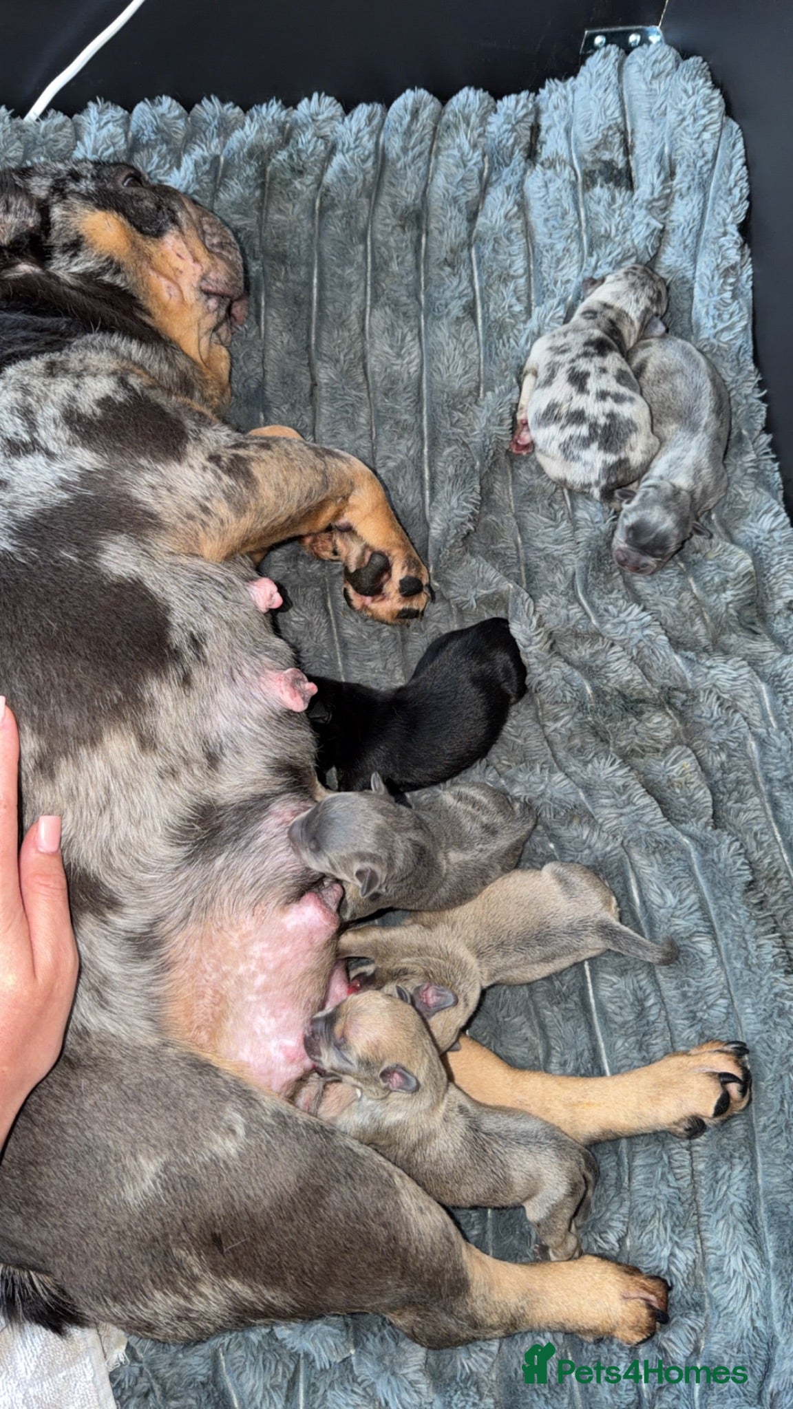 Mixed Breed dogs French bulldog puppies  - Advert 4