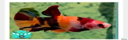 Bettas fish for sale: betta starter kit everything included, ready to go - Advert 1