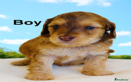 Cockapoo dogs for sale: REDUCED DNA TESTED, Last 2 boys, Ready 25th Nov❤️  - Advert 2