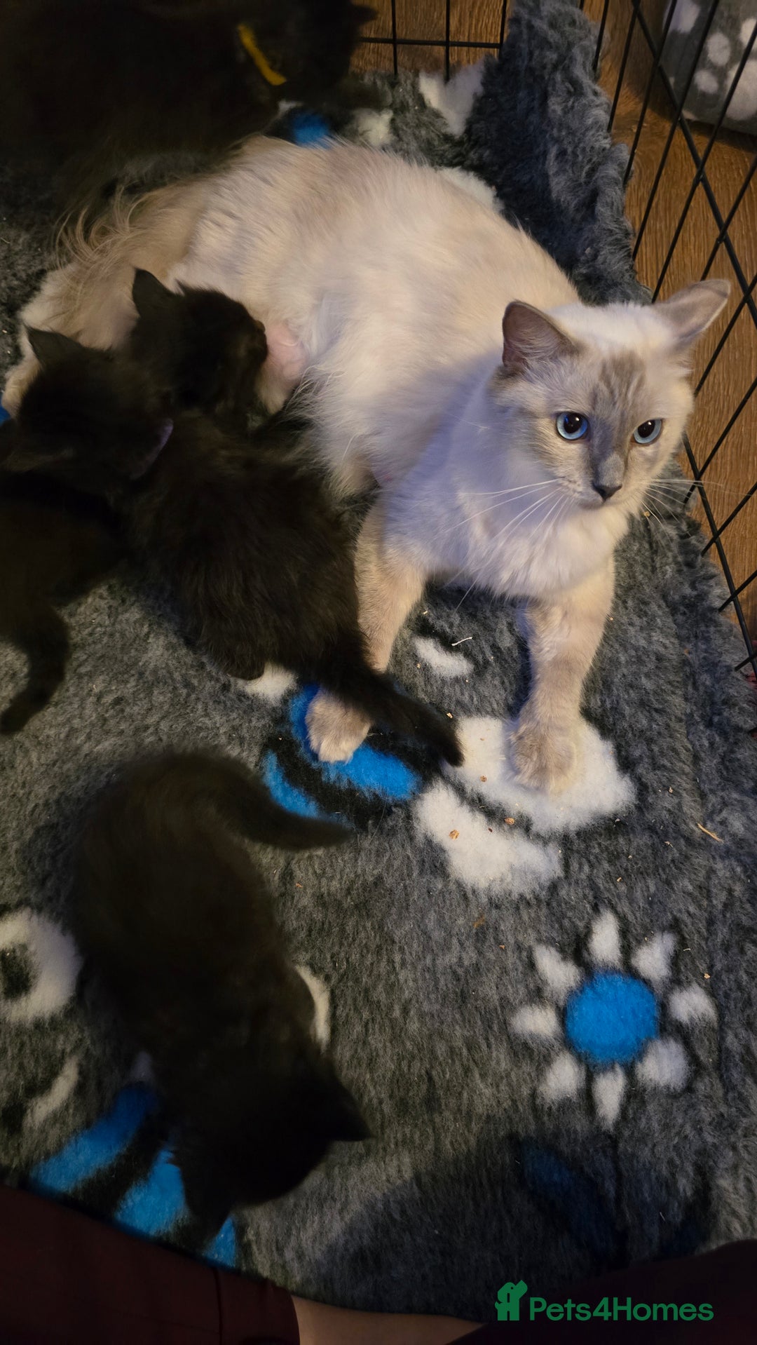 Maine Coon cats for sale: Stunning Maine Coon X  - Image 4