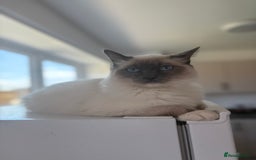 Domestic Shorthair cats for sale: Half ragdoll kittens  in Blackpool - Image 3