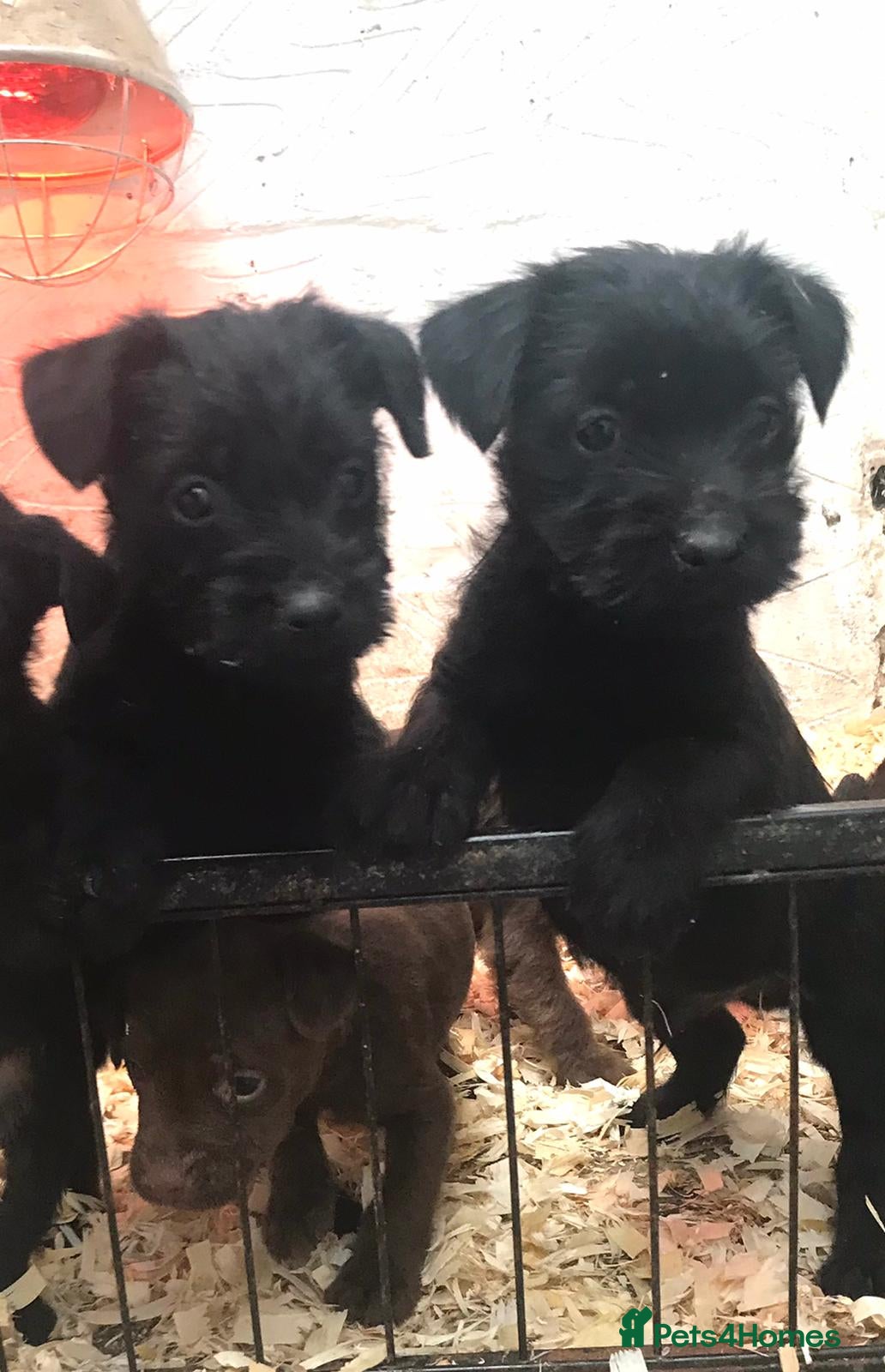 Patterdale Terrier dogs Patterdale terrier puppies  - Advert 4
