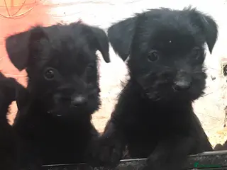 Patterdale Terrier dogs Patterdale terrier puppies - Advert 4