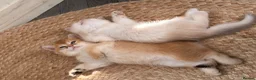 British Shorthair cats for sale: Two NY12 girls Available  - Advert 5
