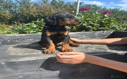 Dobermann dogs for sale: Proper Chunky Euro doberman pups 💕 - Image 17