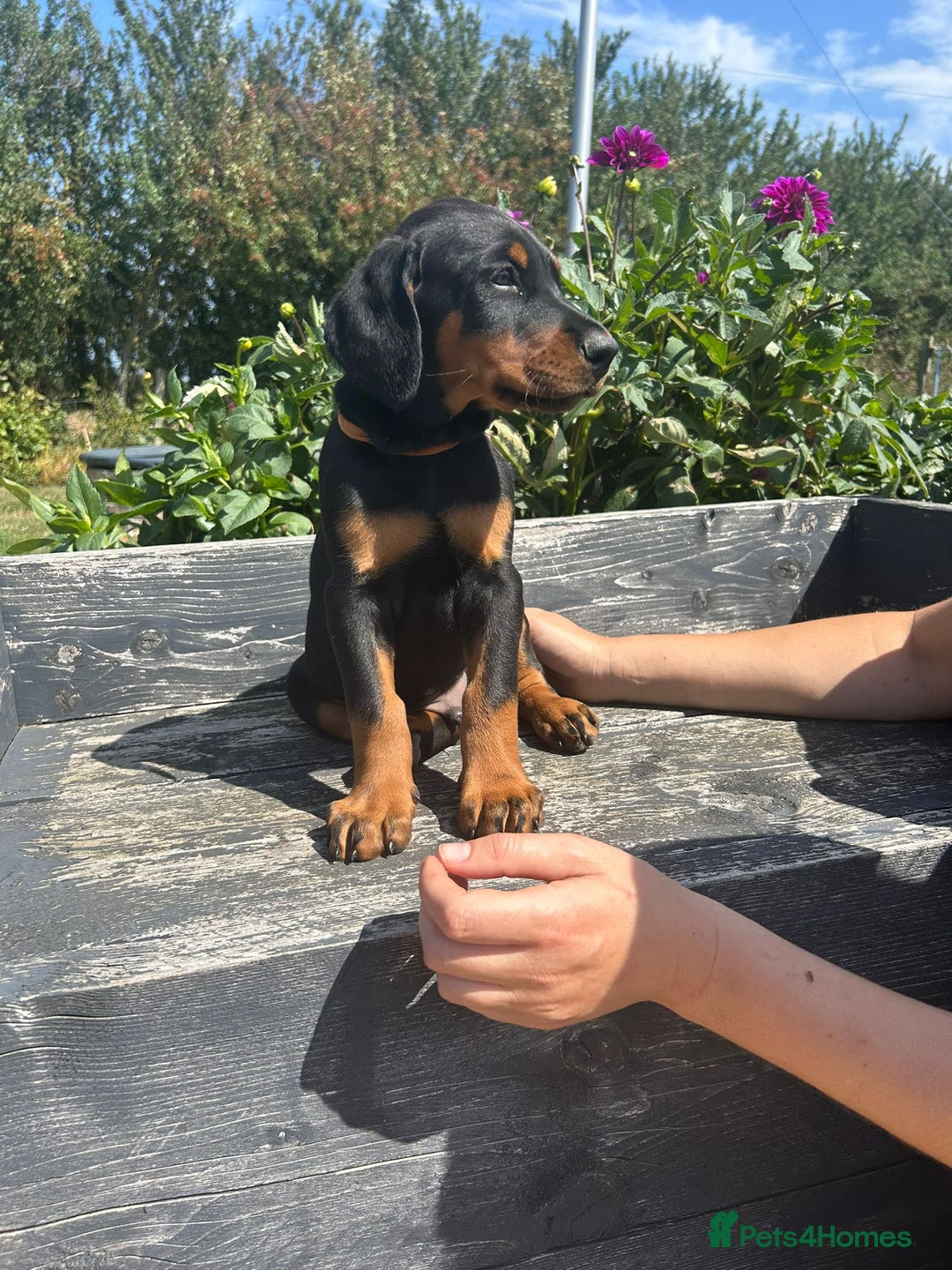 Dobermann dogs for sale: Proper Chunky Euro doberman pups 💕 - Image 17
