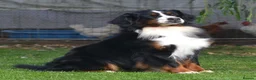 Bernese Mountain Dog dogs for sale: VERY SPECIAL GIRL LOOKING FOR VERY SPECIAL HOME - Advert 7