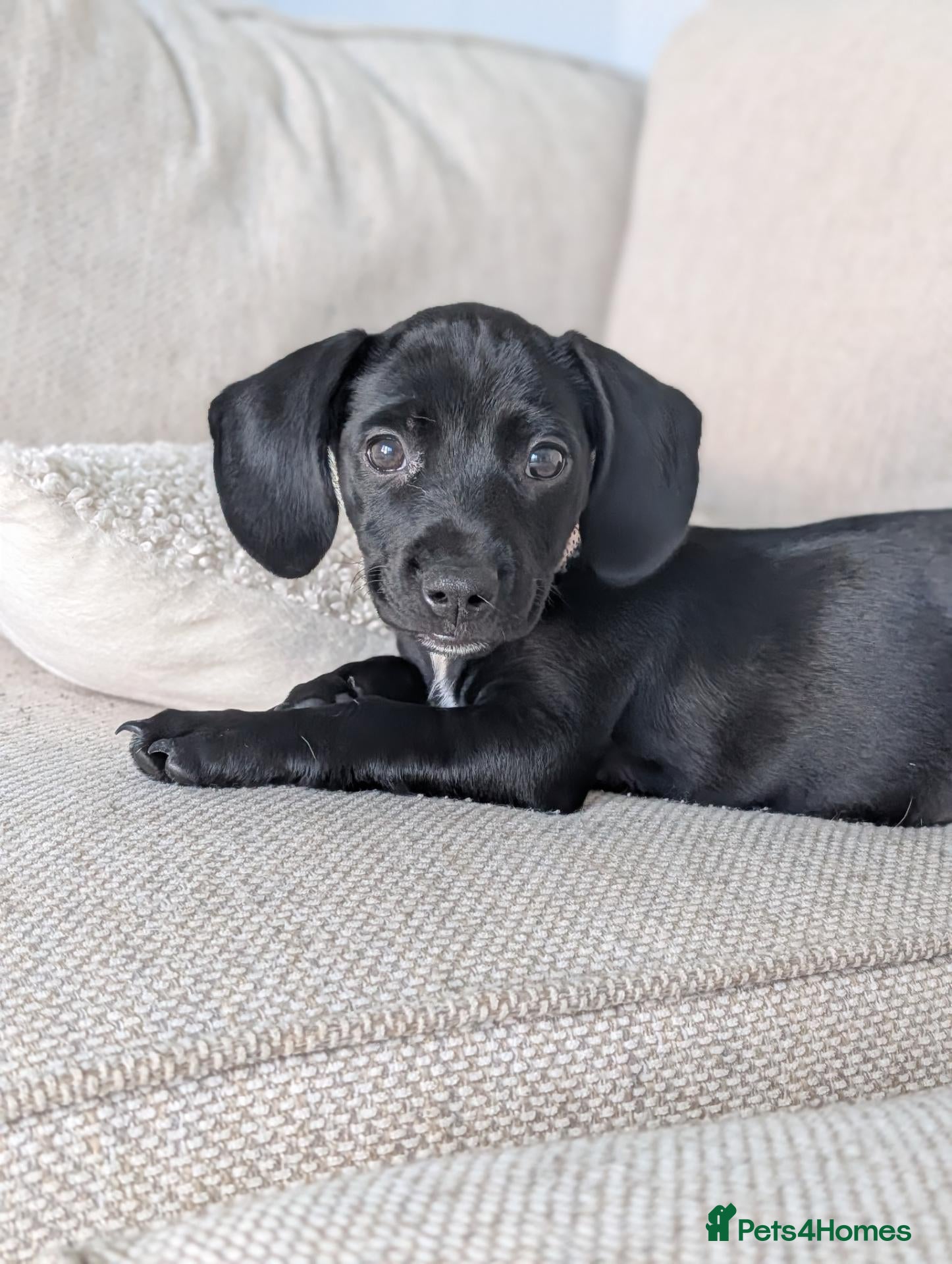 Springador dogs Springador puppy for sale - Advert 16