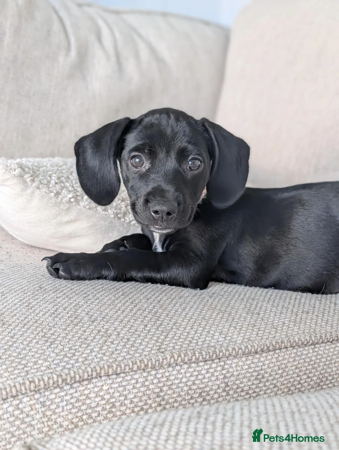 Springador dogs for sale: Springador puppy for sale - Advert 1