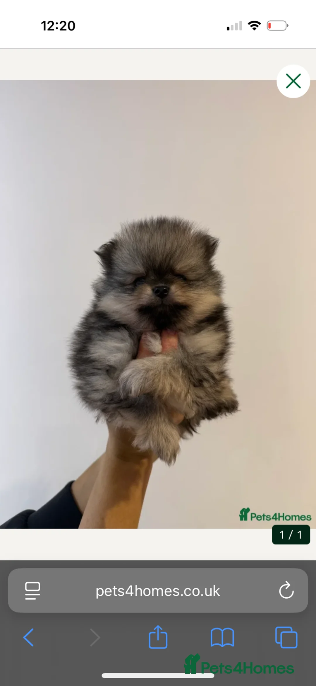 Pomeranian dogs for sale: Stunning litter of pedigree Pomeranians.  - Advert 1