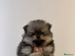 Pomeranian dogs Stunning litter of pedigree Pomeranians. - Advert 13