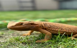 Bearded Dragon reptiles for sale: Pair of bearded dragons - Image 5