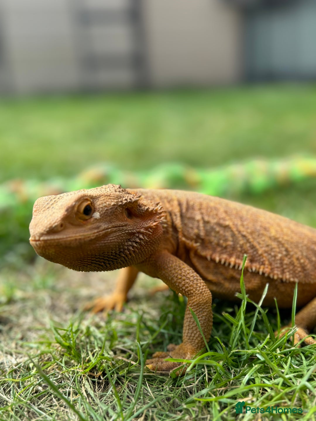 Bearded Dragon reptiles for sale: Pair of bearded dragons - Image 5