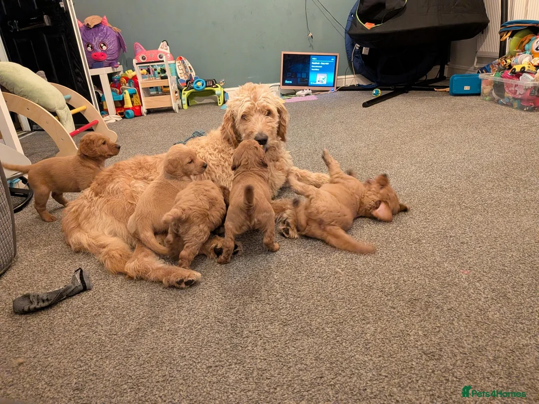 Labradoodle dogs for sale: Stunning F2 labradoodles  in Ebbw Vale - Advert 2