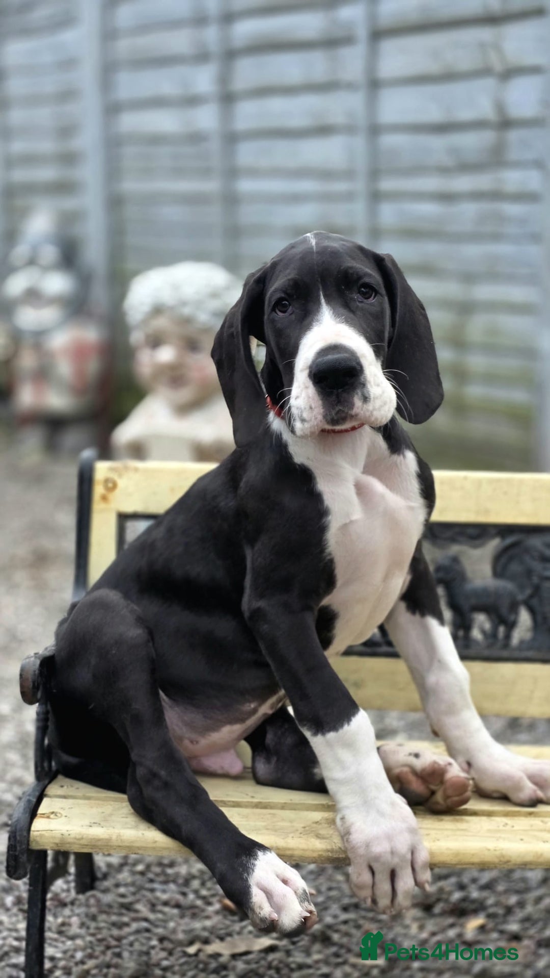 Great Dane dogs for sale: 2 remaining Championship Great Dane puppies - Image 2