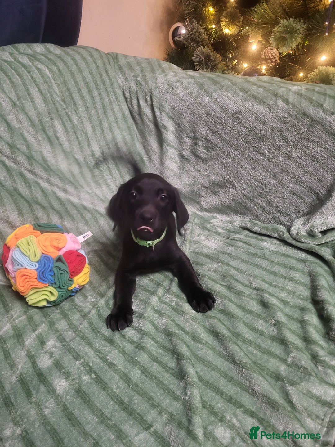 Labrador Retriever dogs for sale: KC registered labrador puppies - Advert 20