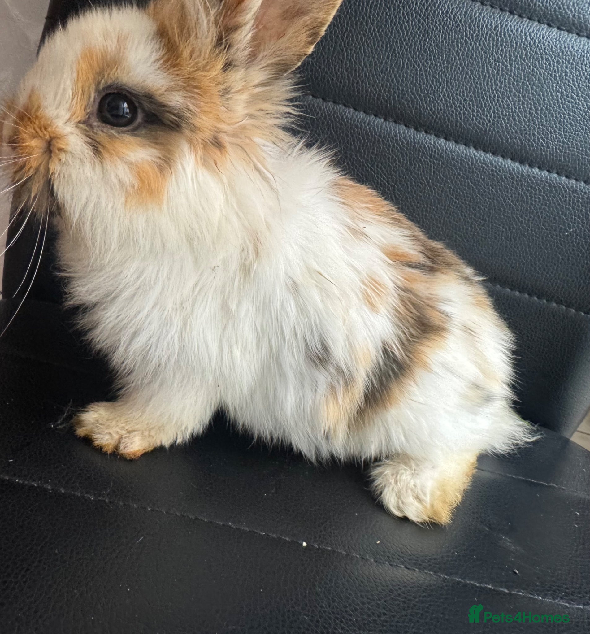 Lionhead rabbits Rabbit / lion head  - Advert 4