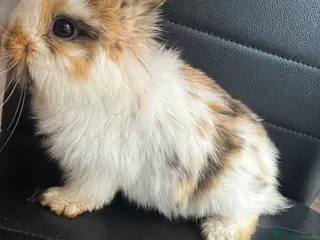 Lionhead rabbits Rabbit / lion head - Advert 17