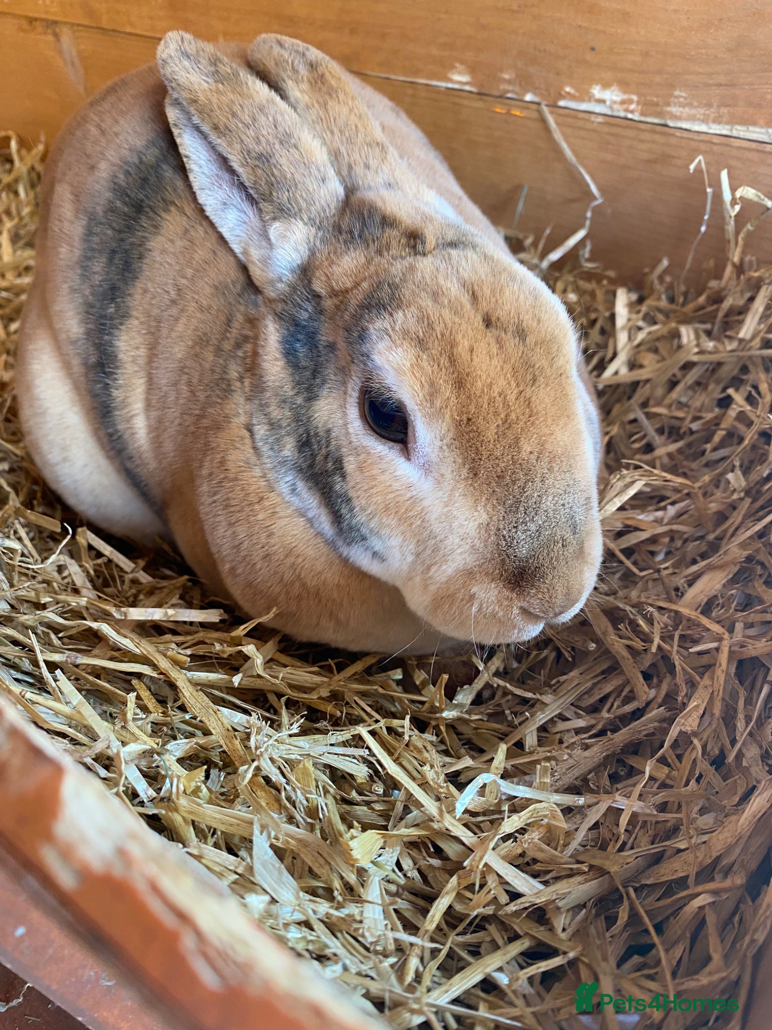 Rex rabbits Two Gorgeous Rex Doe’s for sale - Advert 2